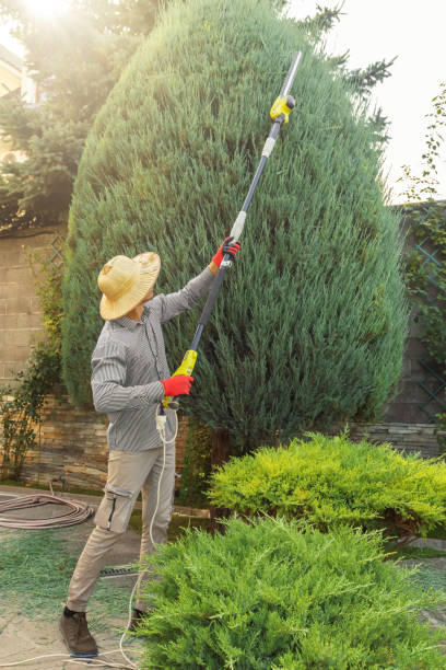 The Steps Involved in Our Tree Care Process in Jensen Beach, FL